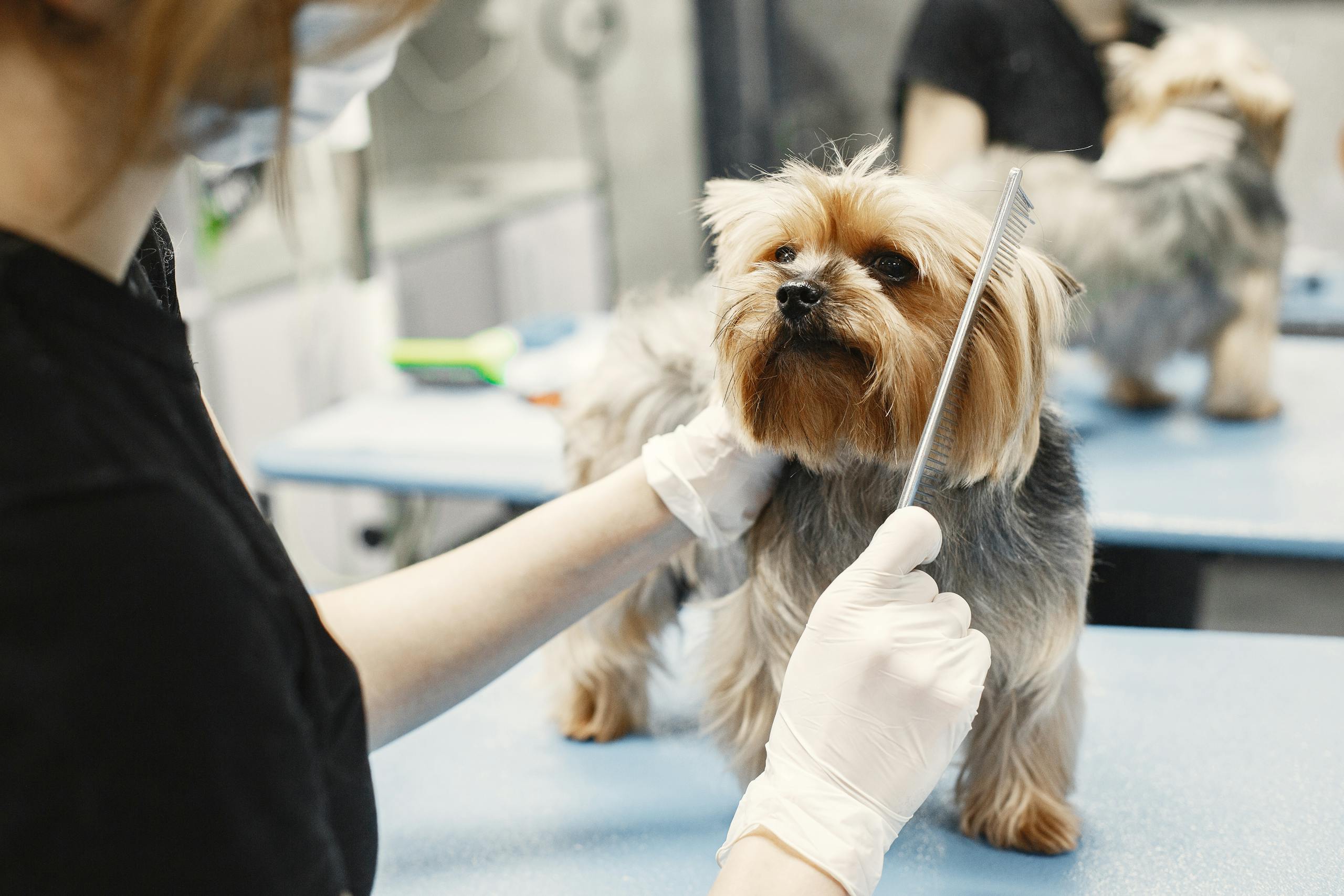 Heim A Yorkshire Terrier being groomed by a professional with gloves and comb in a pet grooming salon.