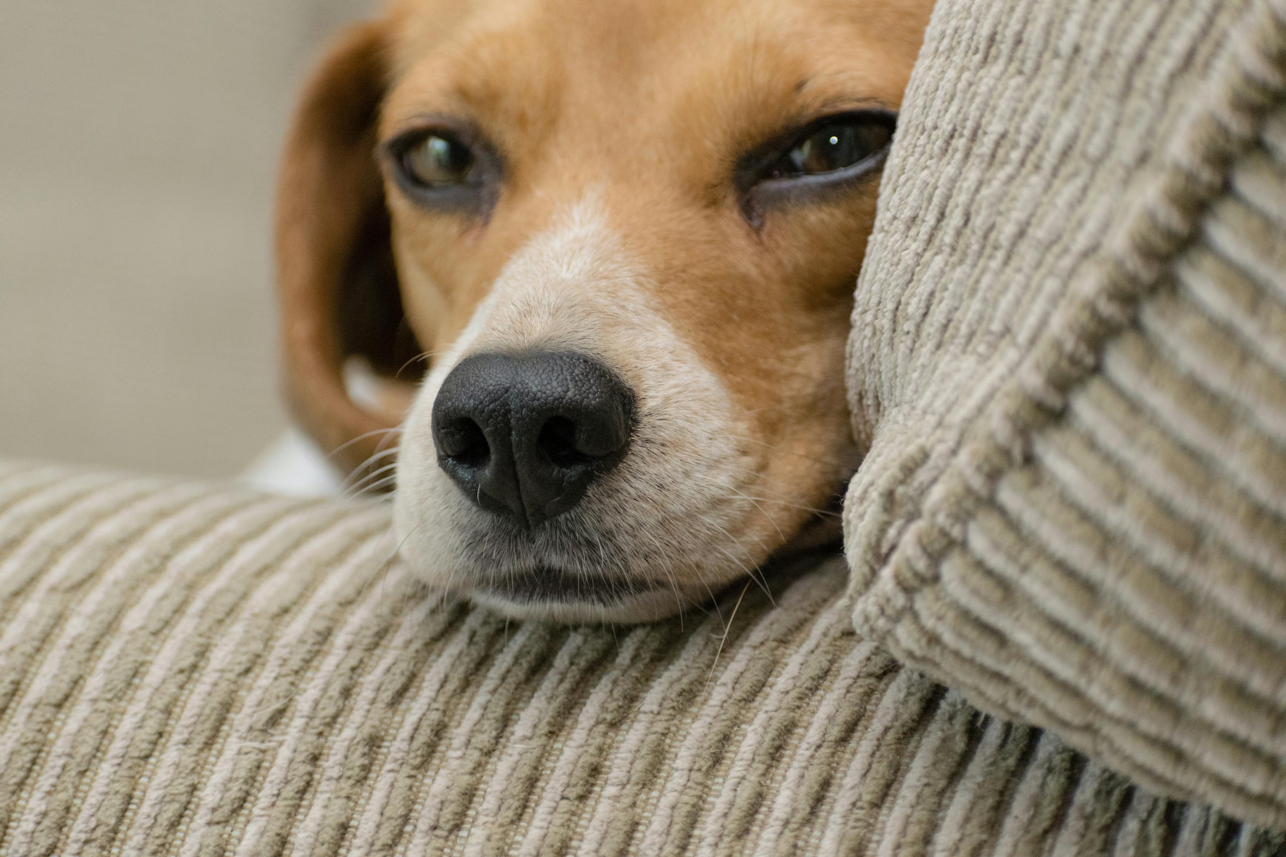 Heim Close-up of a cute beagle lying on a couch, perfect for dog lovers.