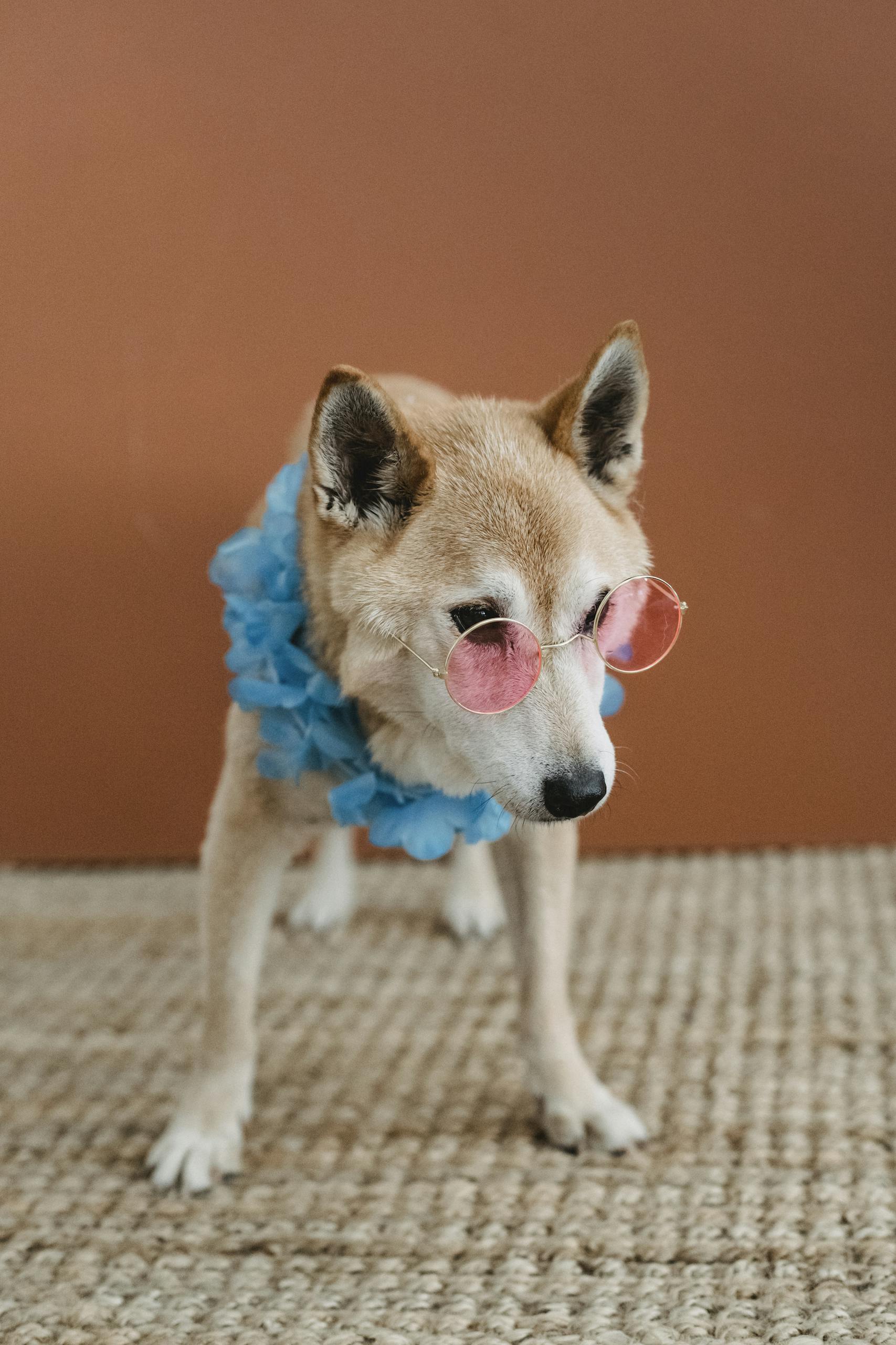 Heim Cute puppy with thick fur in stylish sunglasses and blue apparel standing at home