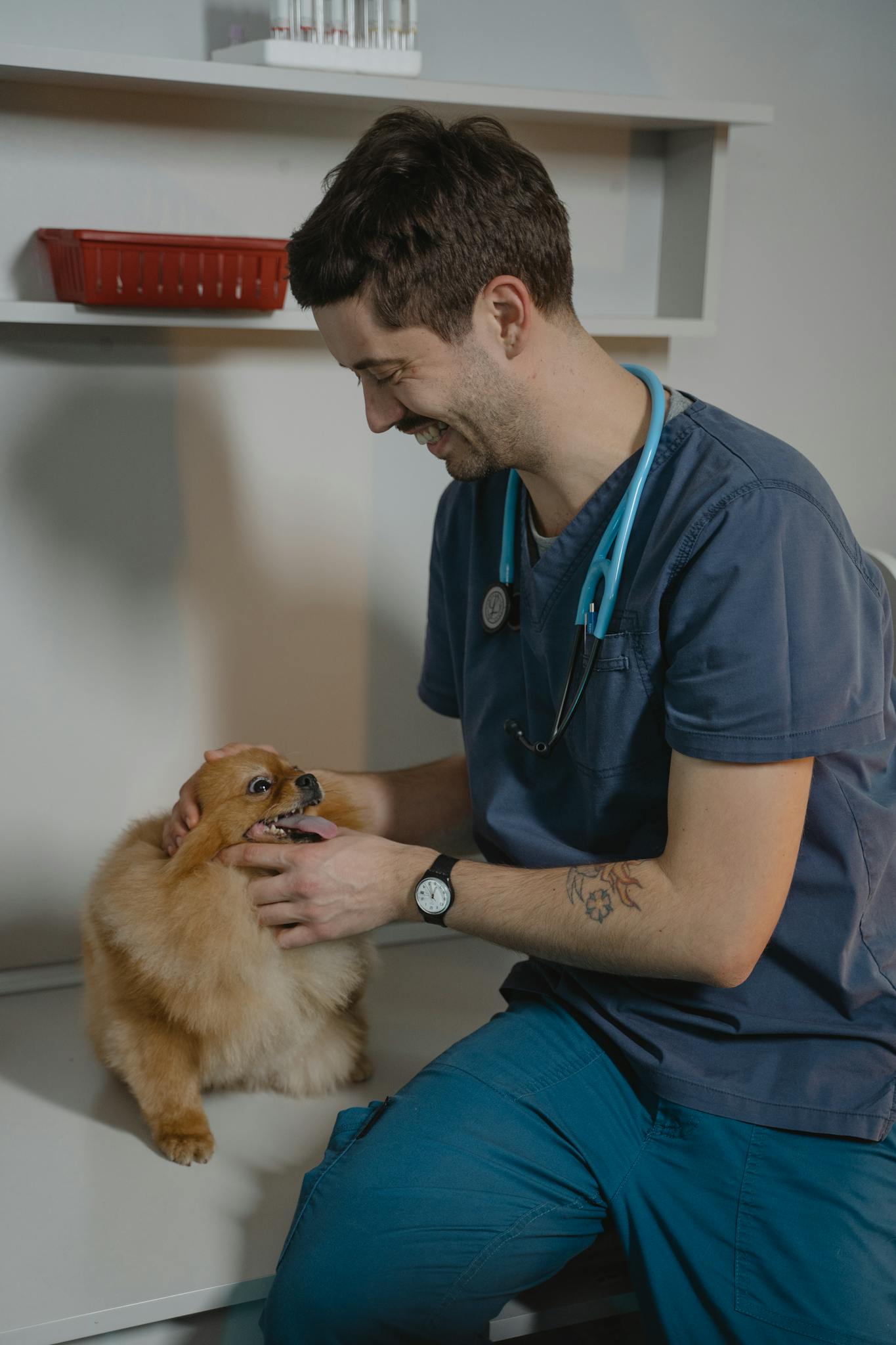 Smiling Veterinarian Examines A Pomeranian Dog During