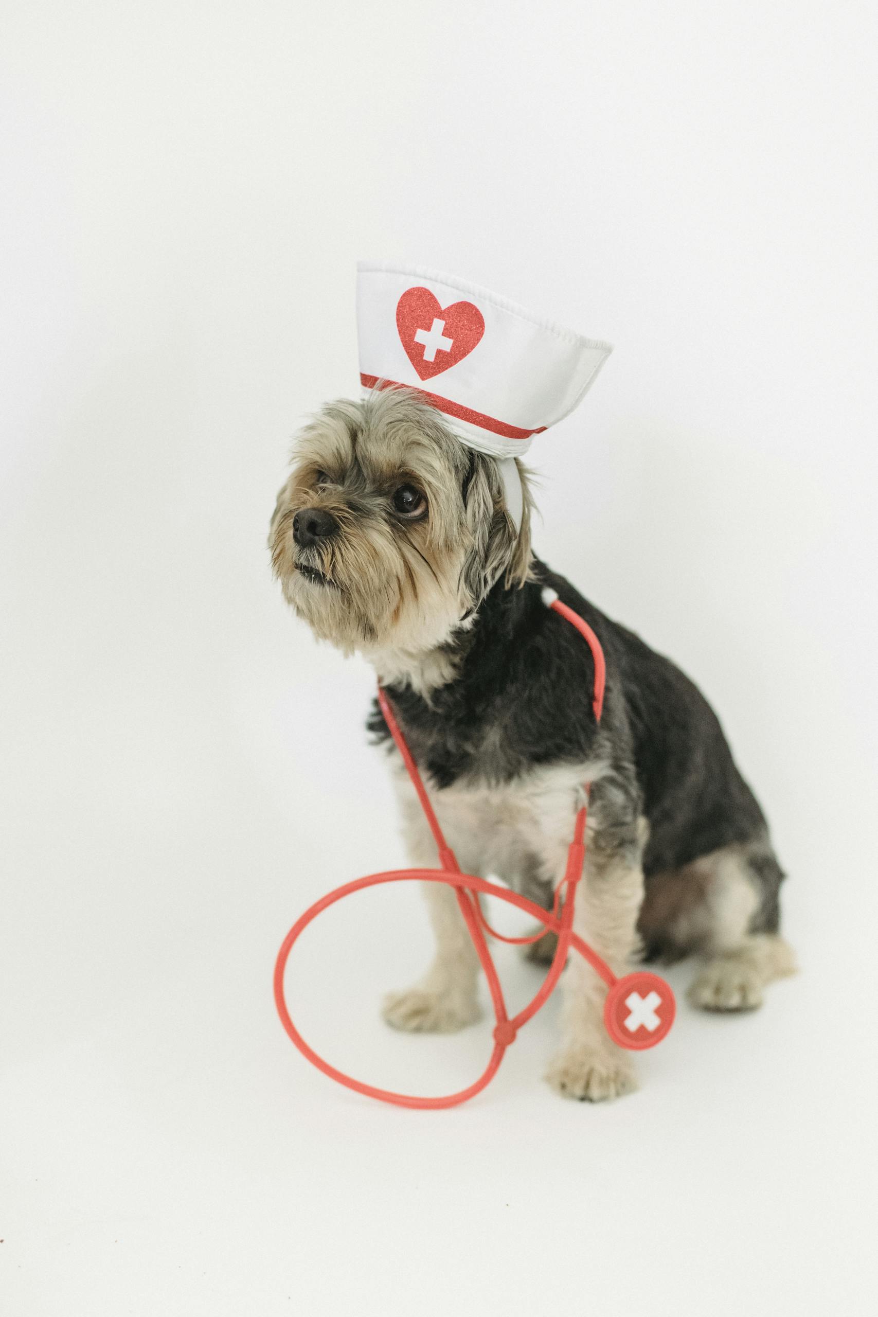 Heim Yorkshire Terrier in nurse costume with stethoscope on white background, perfect for medical-themed stock imagery.